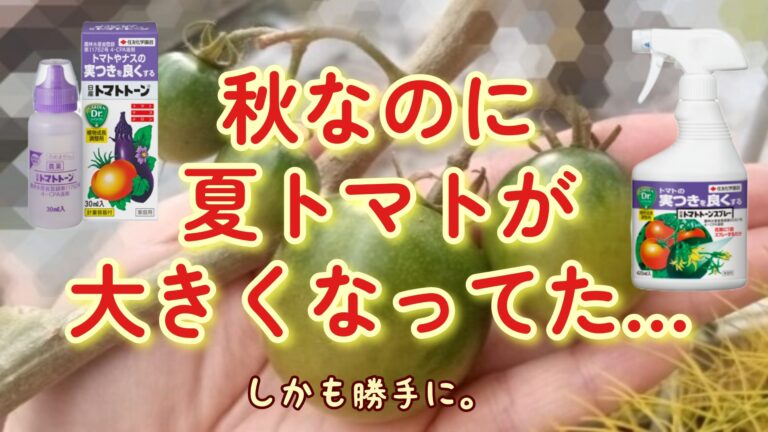 2022秋冬トマト 家庭菜園 トマトトーン