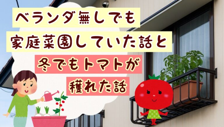 2021年 冬 トマト 家庭菜園