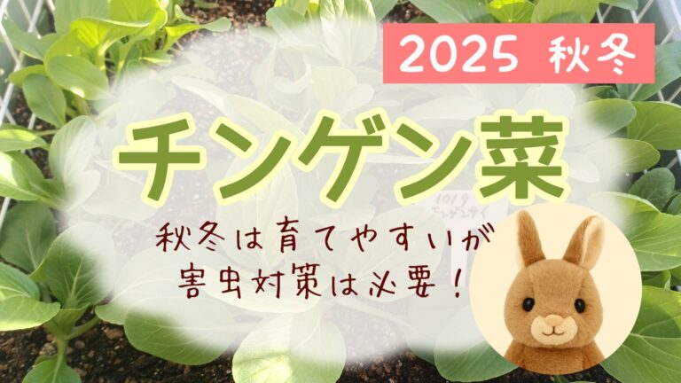 2025 秋冬 チンゲン菜 家庭菜園