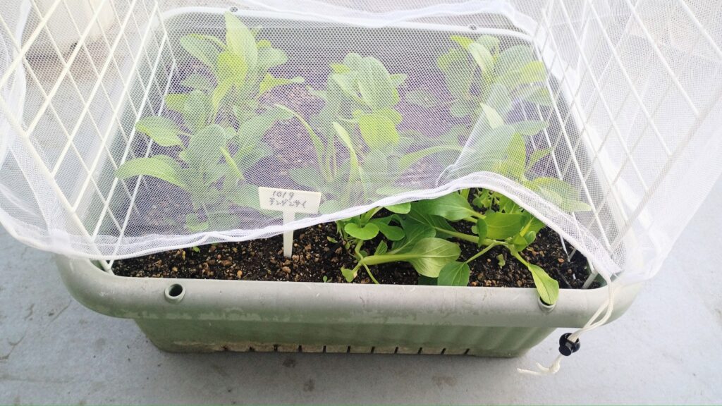 セリア 防虫ネット 虫よけネット