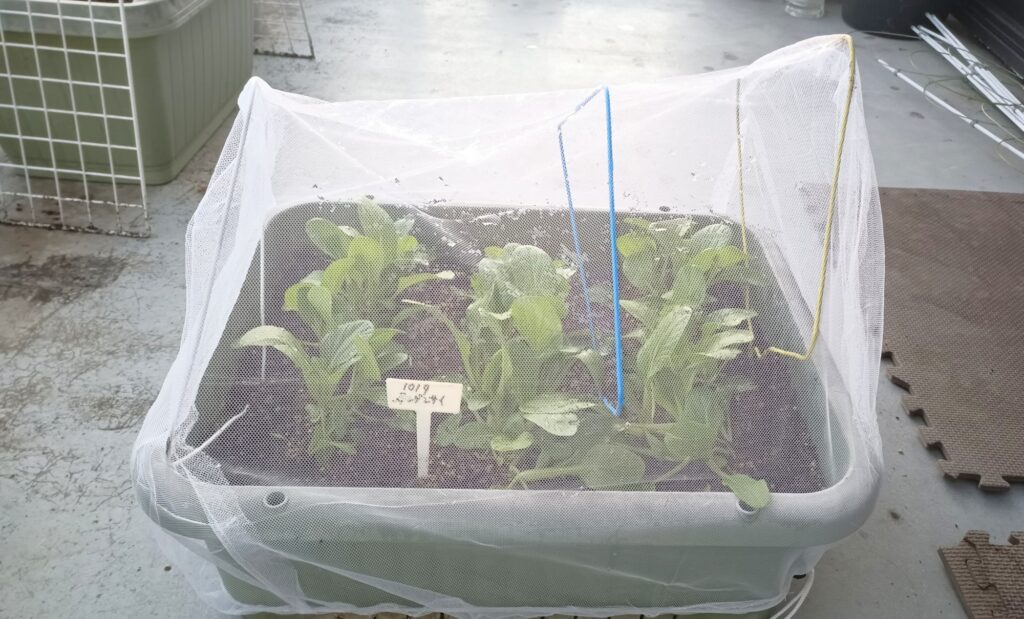 セリア 防虫ネット 虫よけネット