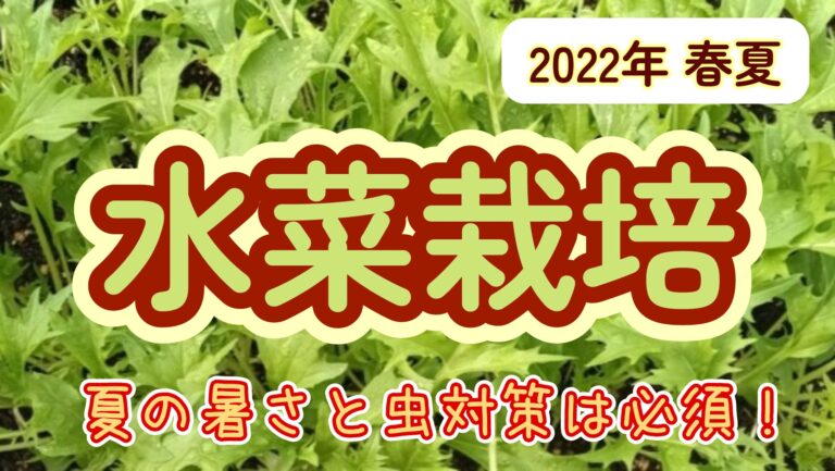 2022春夏 水菜 家庭菜園