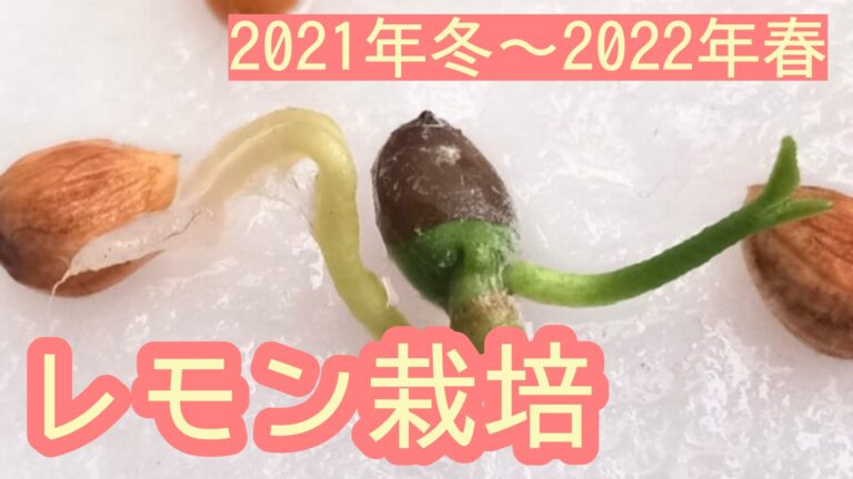 2021-2022 レモン 家庭菜園