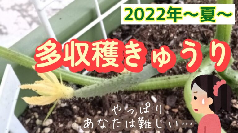 2022年 きゅうり栽培 家庭菜園 多収穫きゅうり