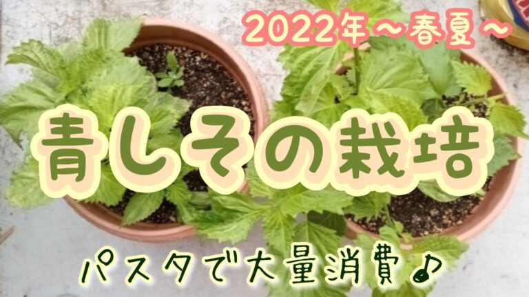 2022 青しそ 大葉 家庭菜園