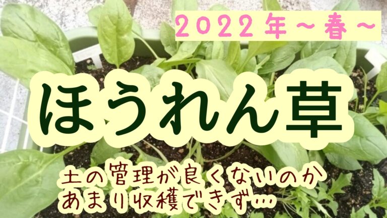 2022年 ほうれん草 家庭菜園