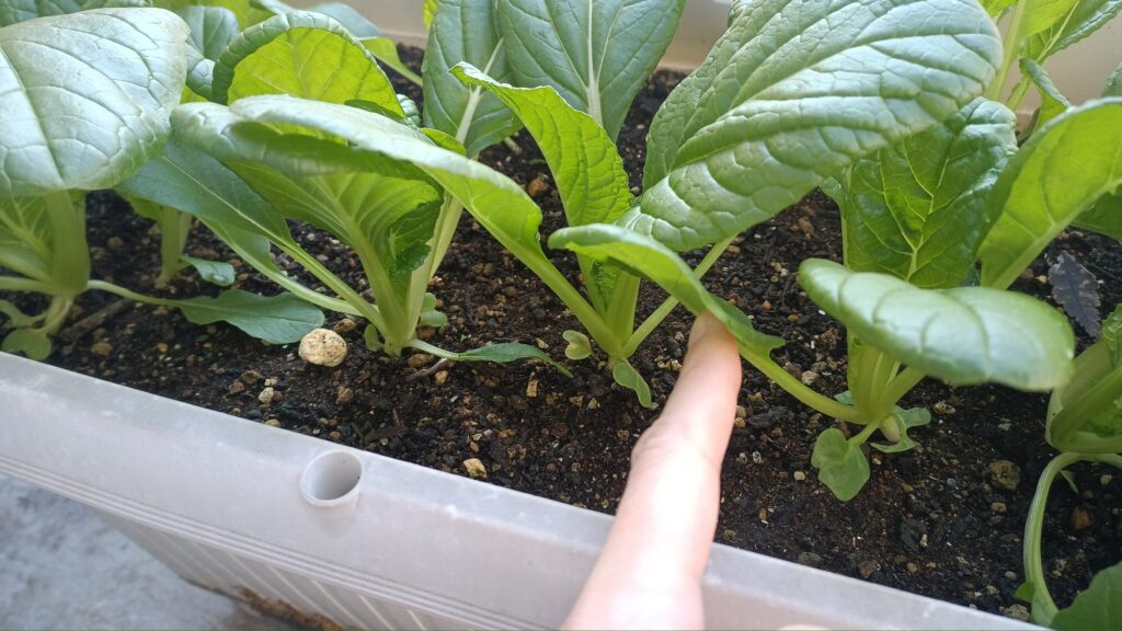 2025 秋冬 ビタミン菜 家庭菜園