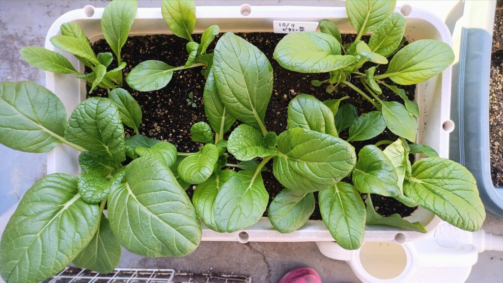 2025 秋冬 ビタミン菜 家庭菜園