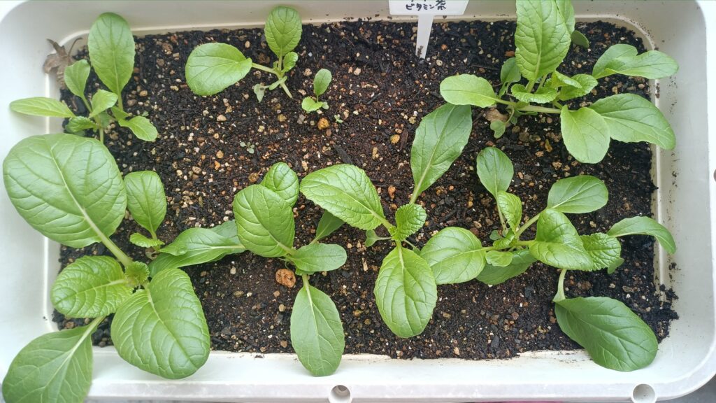 2025 秋冬 ビタミン菜 家庭菜園