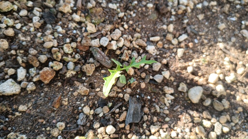 2025 秋冬 水菜 家庭菜園