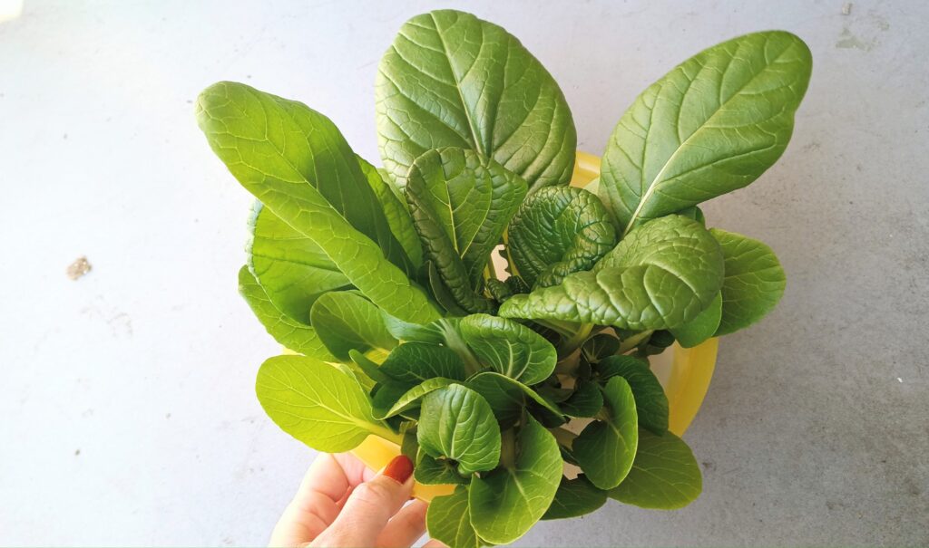 家庭菜園 2025 秋冬 チンゲン菜