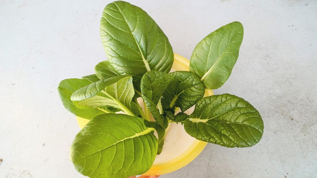 家庭菜園 2025 秋冬 ビタミン菜