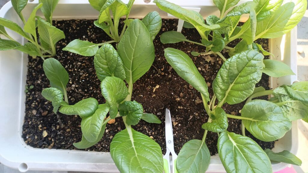 家庭菜園 2025 秋冬 ビタミン菜