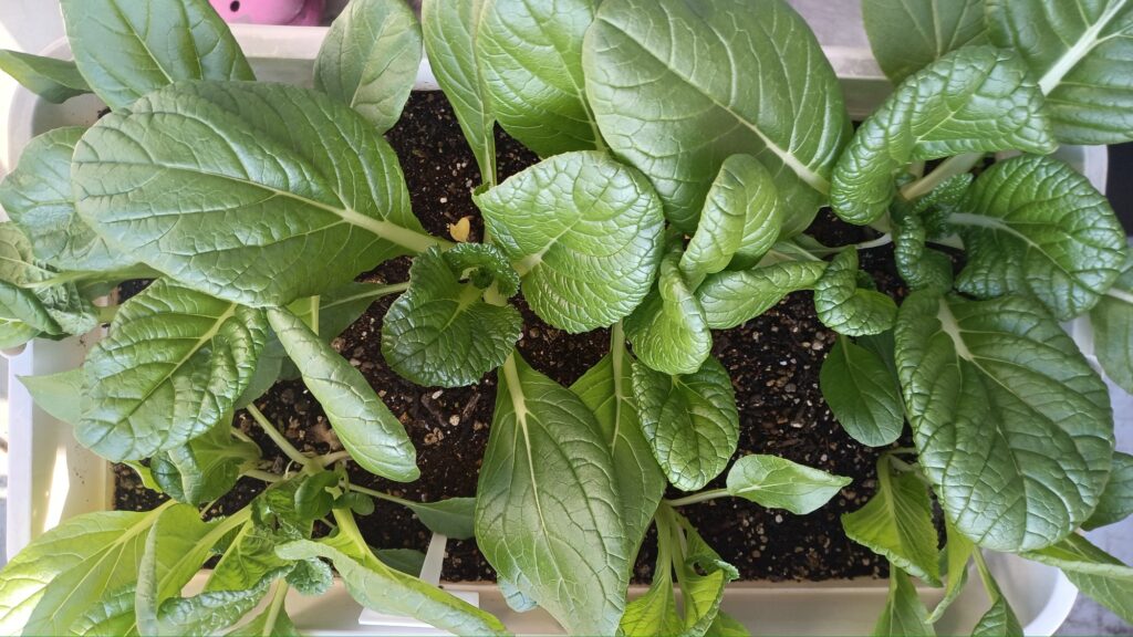 家庭菜園 2025 秋冬 ビタミン菜