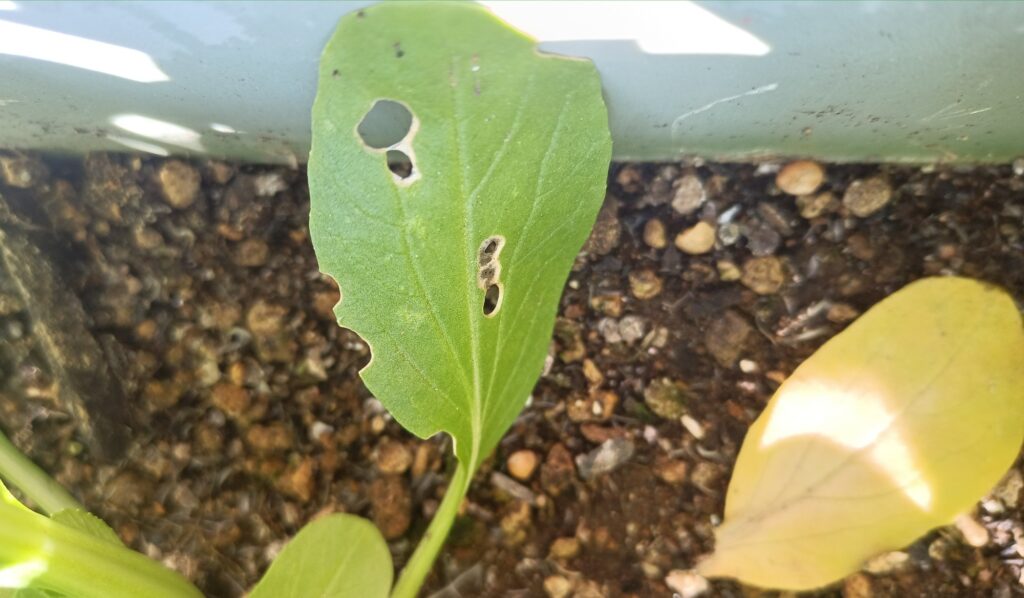 家庭菜園 2025 秋冬 チンゲン菜