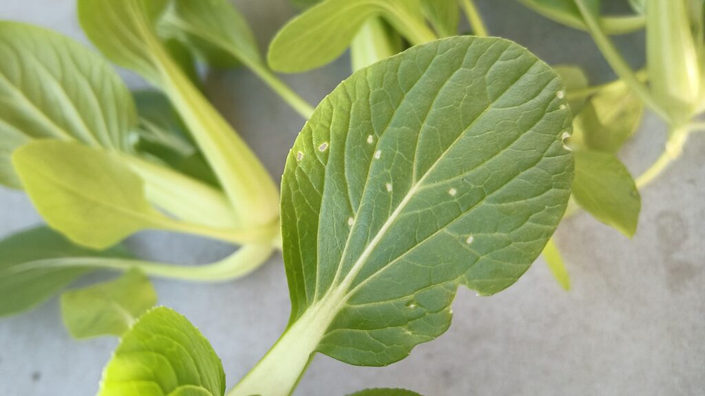 家庭菜園 2025 秋冬 チンゲン菜