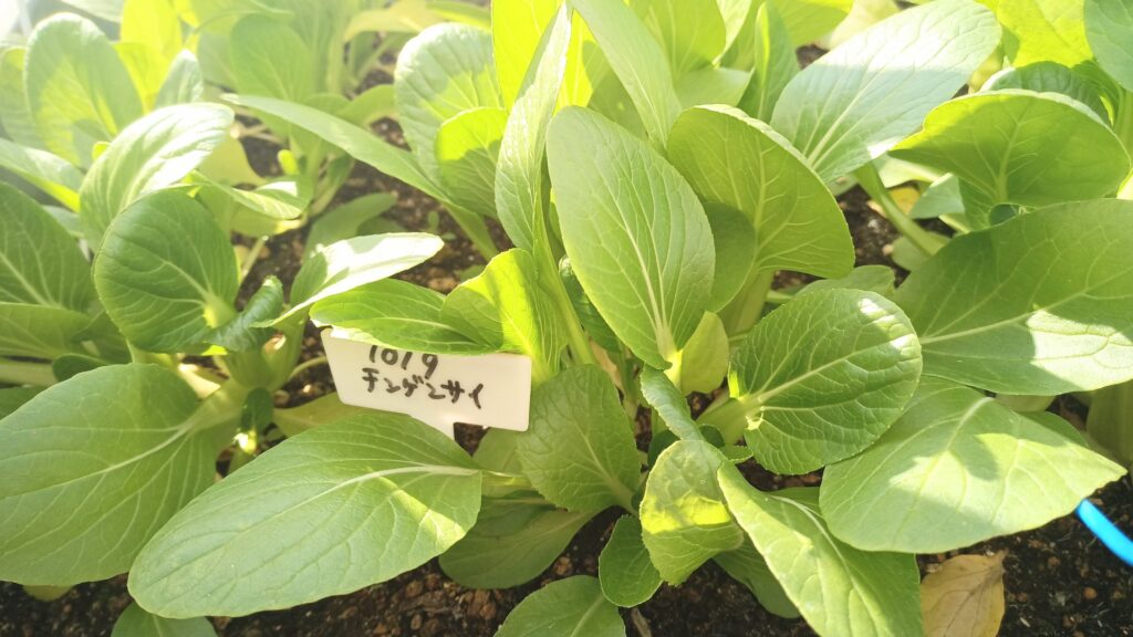 家庭菜園 2025 秋冬 チンゲン菜