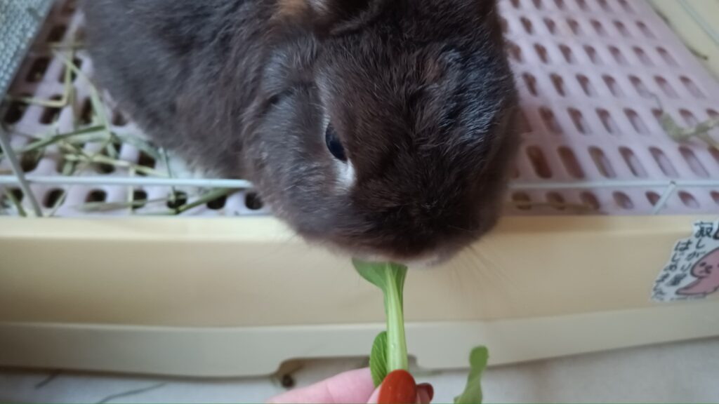 家庭菜園 2025 秋冬 チンゲン菜 うさぎ