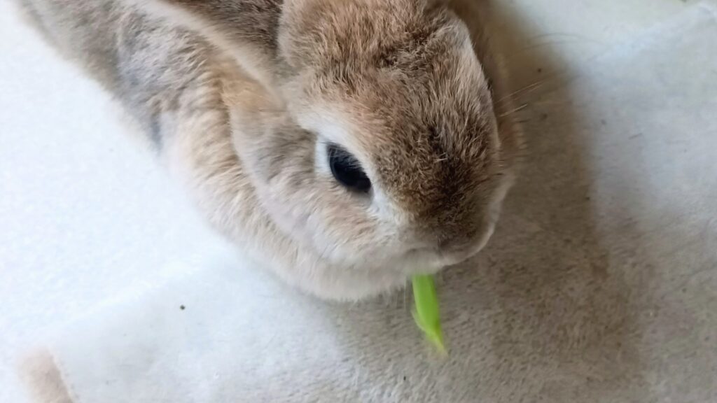 家庭菜園 2025 秋冬 チンゲン菜 うさぎ