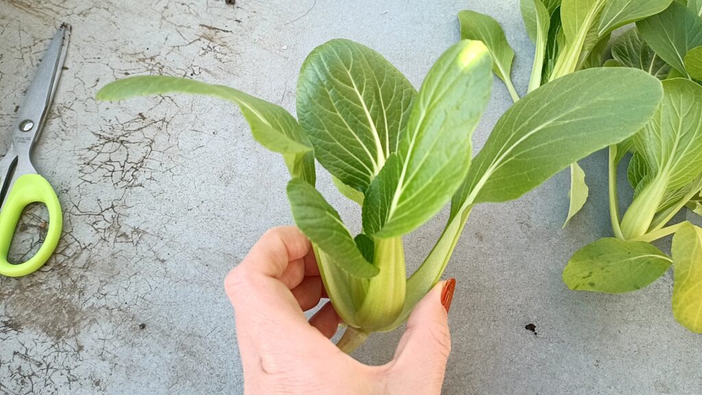 家庭菜園 2025 秋冬 チンゲン菜