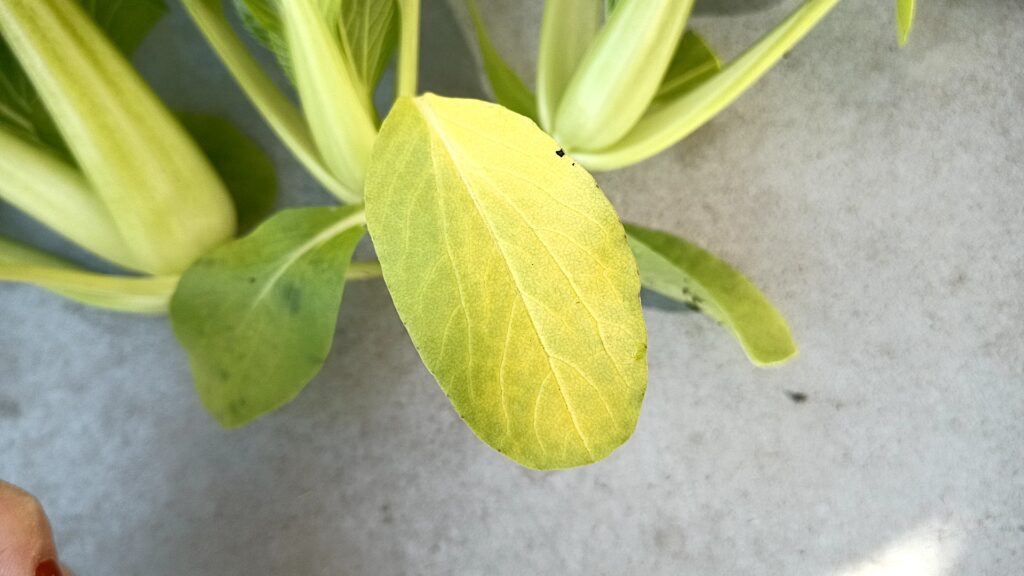 家庭菜園 2025 秋冬 チンゲン菜