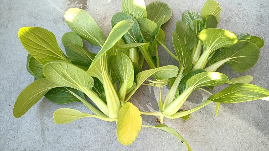 家庭菜園 2025 秋冬 チンゲン菜