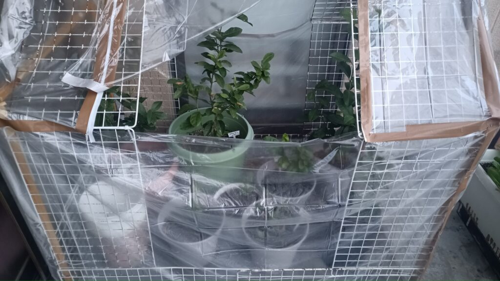 ミニビニールハウス 第二弾 100均 ワイヤーネット