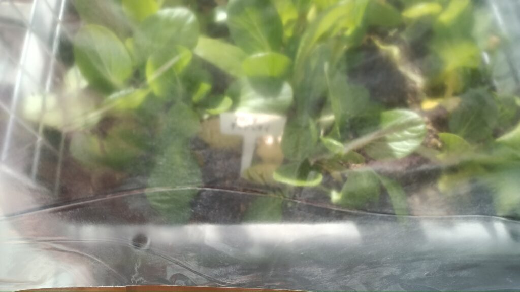 ミニビニールハウス 第二弾 100均 ワイヤーネット