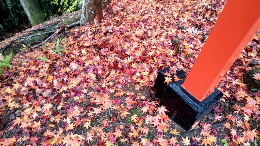 京都 鞍馬寺 参道の紅葉 もみじが赤い星の絨毯のよう