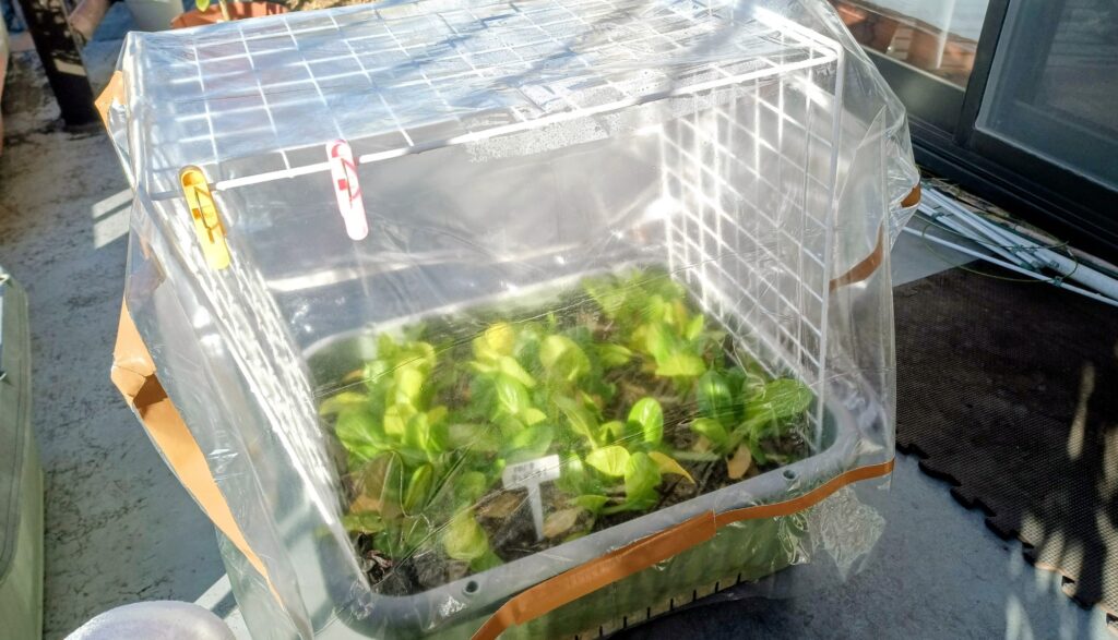 家庭菜園 2025 秋冬 チンゲン菜