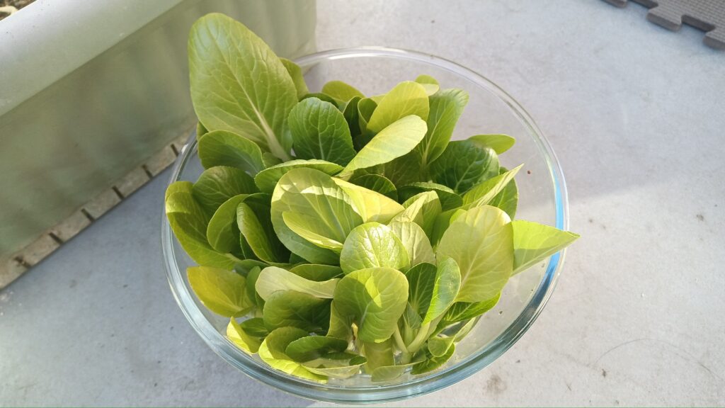 家庭菜園 2025 秋冬 チンゲン菜