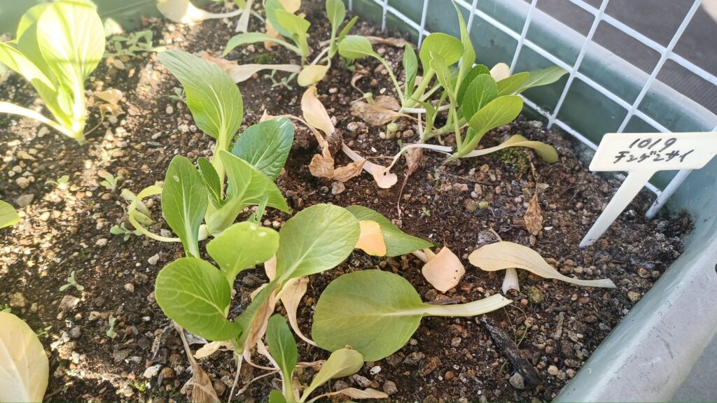 家庭菜園 2025 秋冬 チンゲン菜