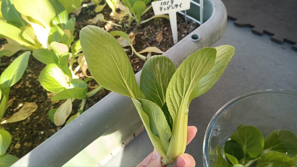 家庭菜園 2025 秋冬 チンゲン菜