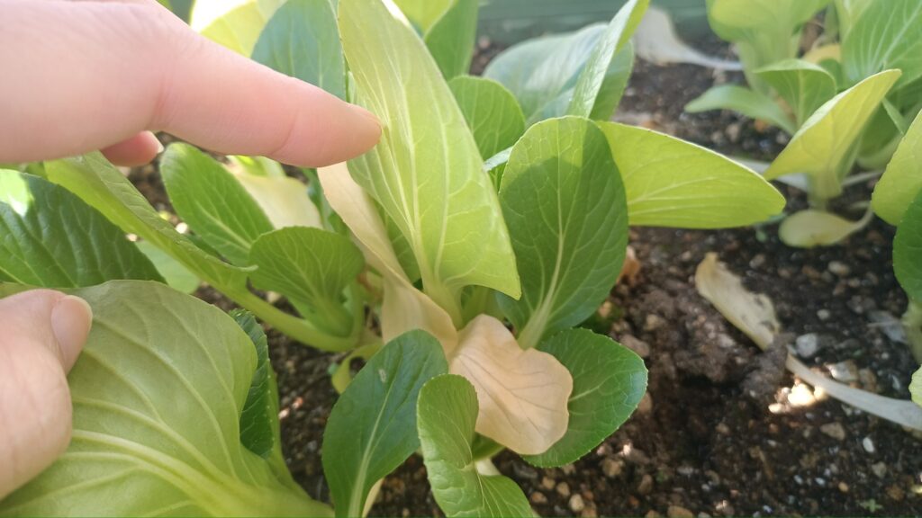 家庭菜園 2025 秋冬 チンゲン菜