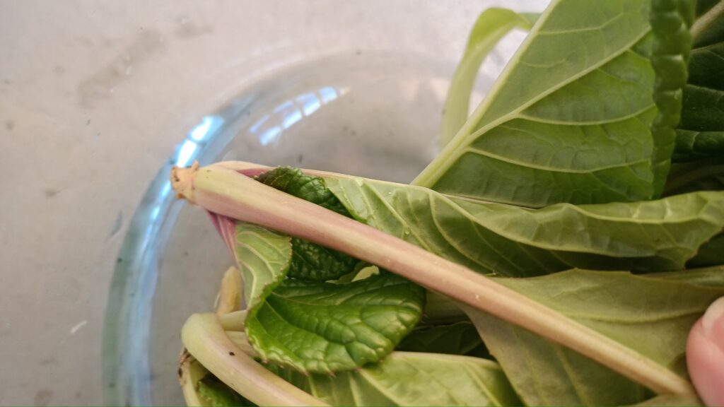 家庭菜園 2025 秋冬 ビタミン菜