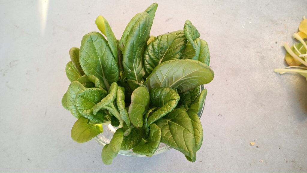 家庭菜園 2025 秋冬 ビタミン菜