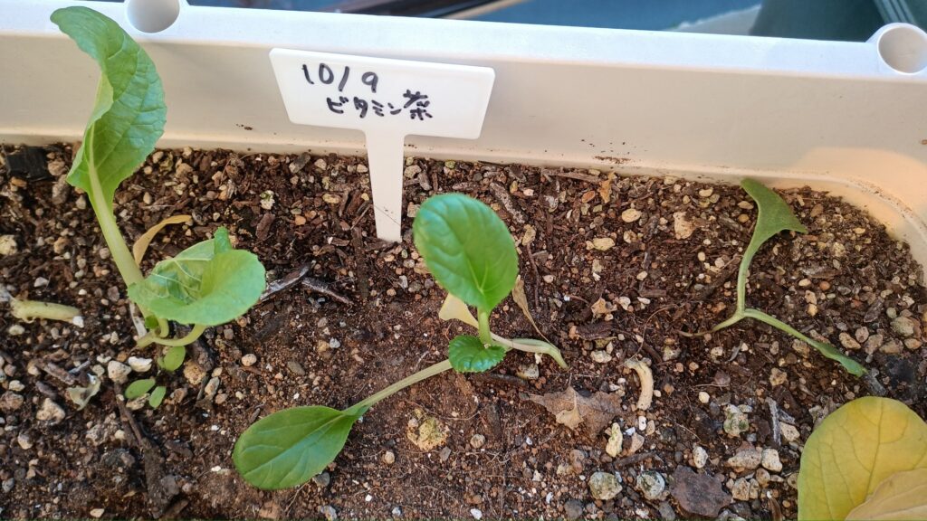 家庭菜園 2025 秋冬 ビタミン菜