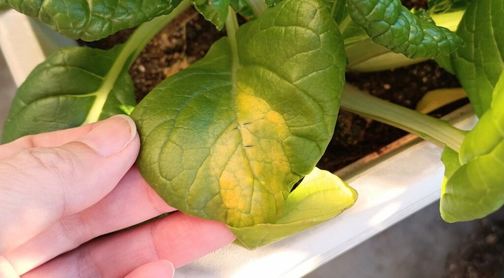 家庭菜園 2025 秋冬 ビタミン菜