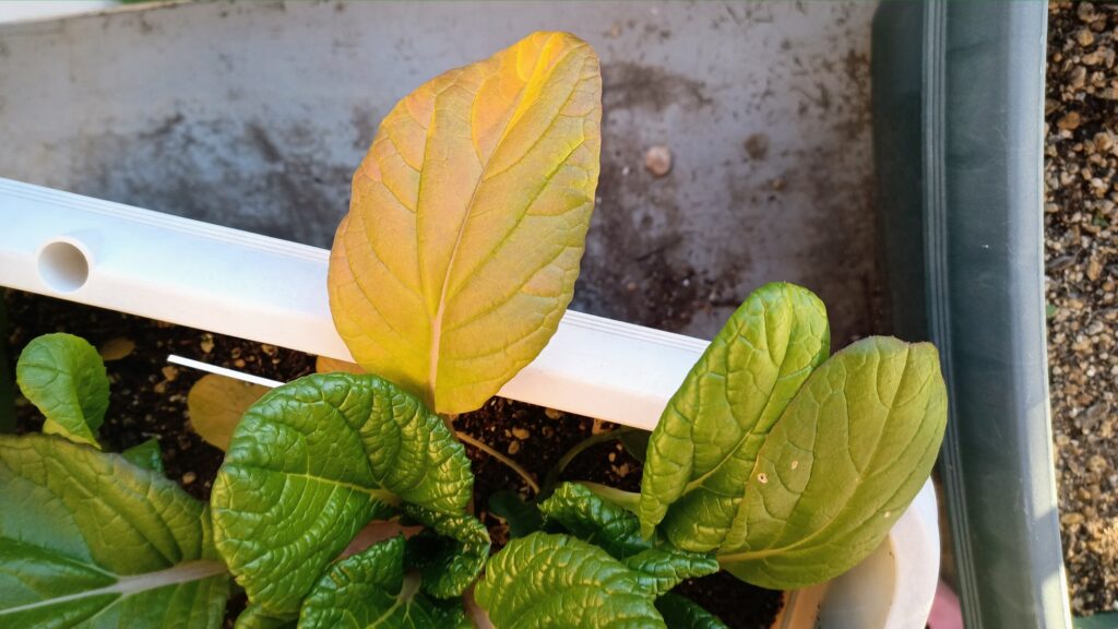 家庭菜園 2025 秋冬 ビタミン菜