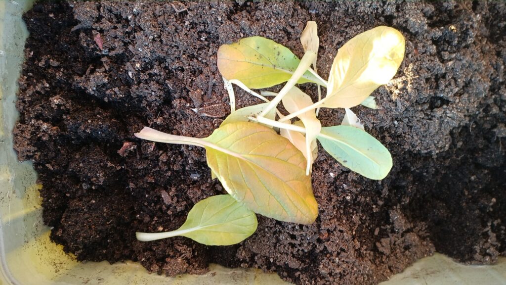 家庭菜園 2025 秋冬 ビタミン菜