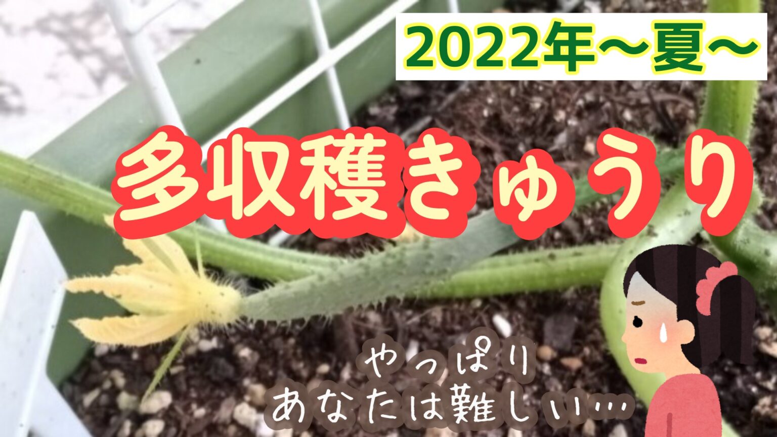 2022年 きゅうり栽培 家庭菜園 多収穫きゅうり