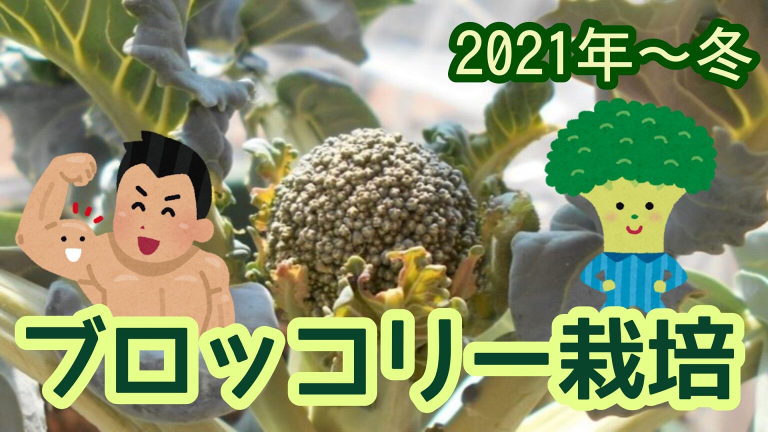 2021 ブロッコリー 家庭菜園 スプラウト 栄養
