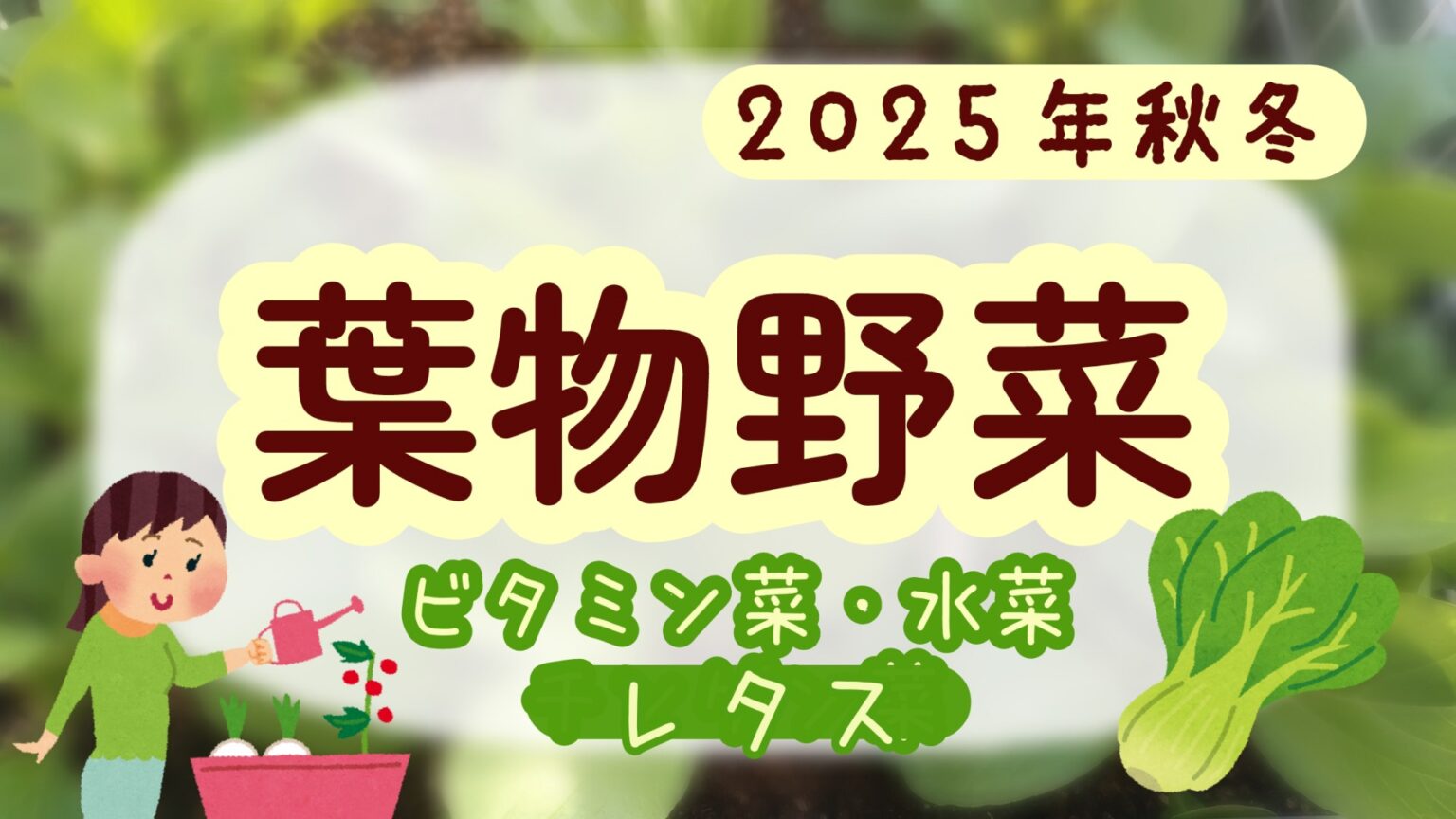 家庭菜園 2025 秋冬 ビタミン菜 水菜 レタス