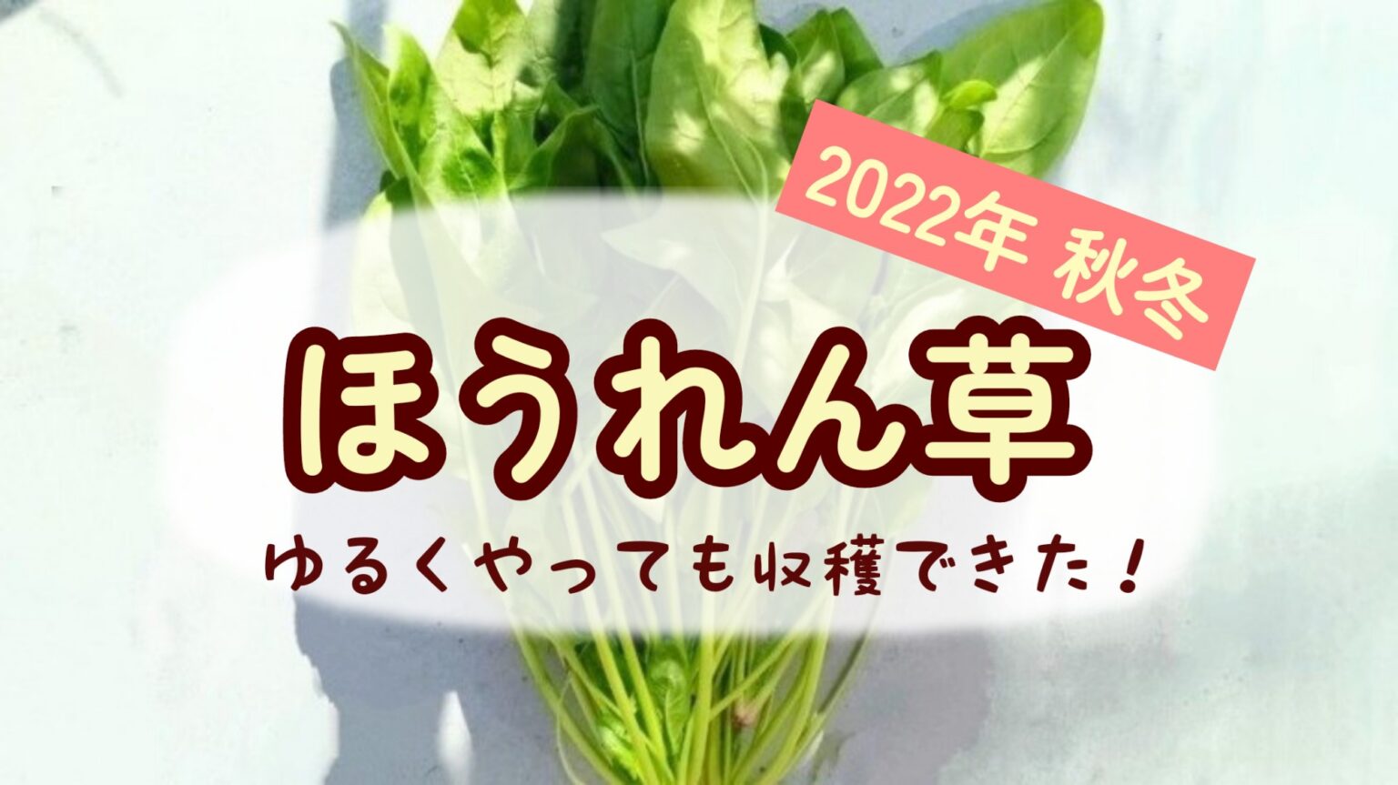 2022年 ほうれん草 ホウレン草 ダイソーの種