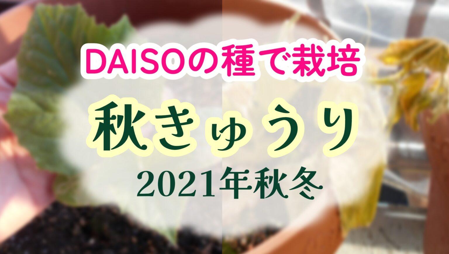 2021年 秋キュウリ きゅうり 家庭菜園