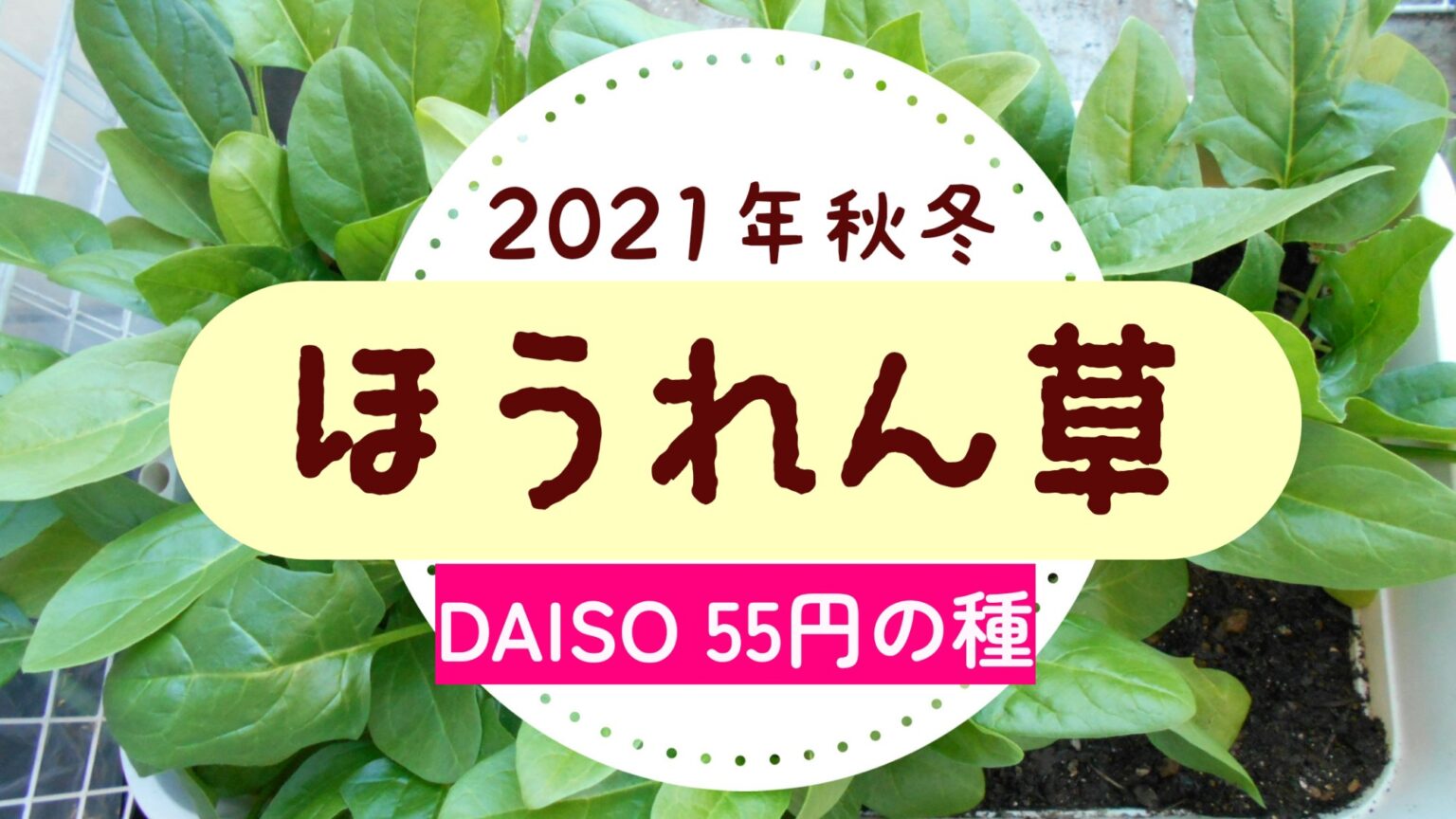 2021年 ほうれん草 秋冬 家庭菜園 ダイソーの種