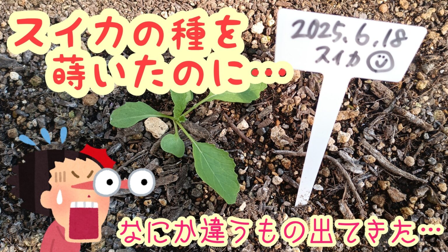 スイカの種を蒔いたのに 別のものが出てきた 家庭菜園 雑談