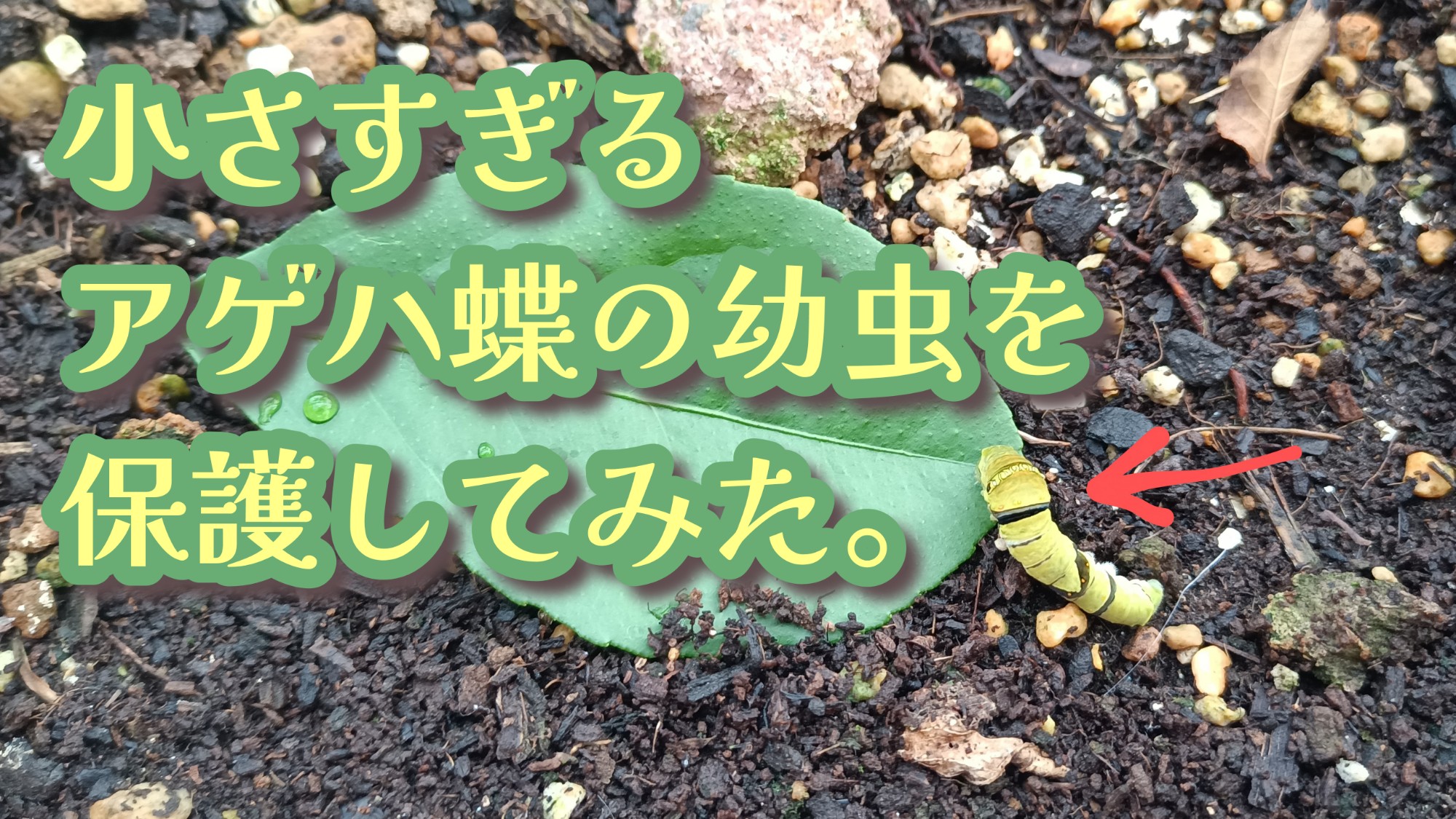 2025年　小さすぎるアゲハ蝶の幼虫を保護してみた