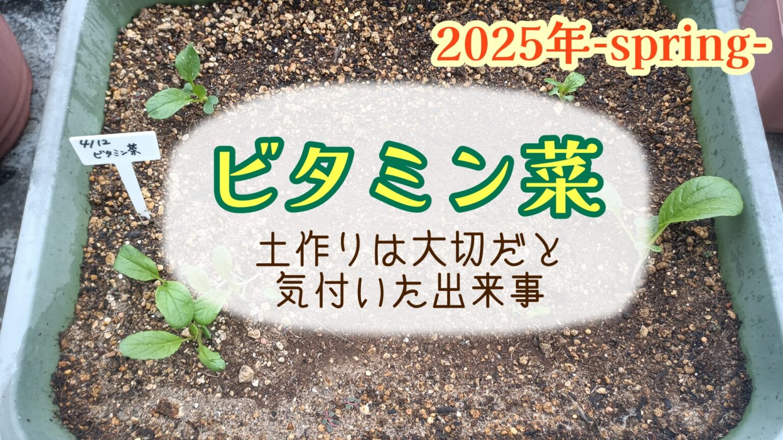 家庭菜園　2025　プランター菜園　ビタミン菜