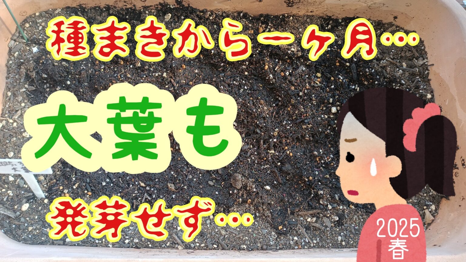 2025年　家庭菜園　青しそ 大葉の栽培